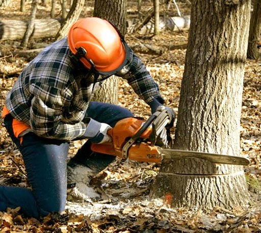 Tree Removal in Countyline, OK